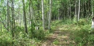Trail above residential lots - available for use by residents