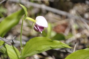 Calypso Orchid in Bloom